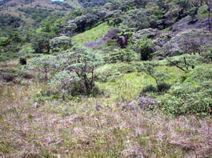 A vestiial path leads down a long gentle slope to an area with a forested stream.